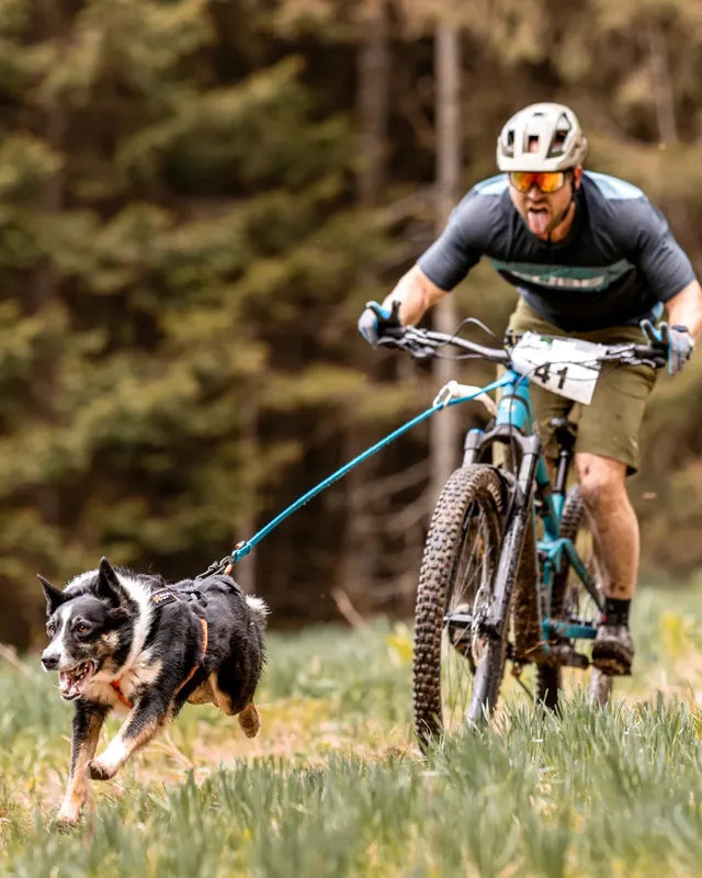 Bungee Leash for most Dog Assisted Activities