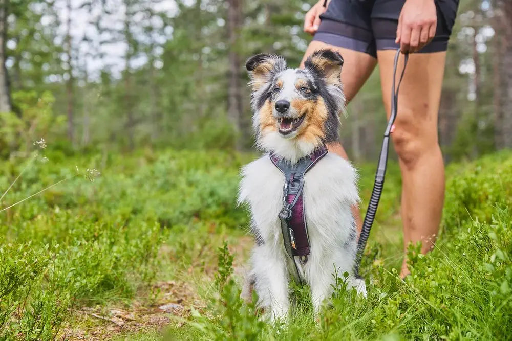 Line Harness 5.0 for Dog Walking and Hiking