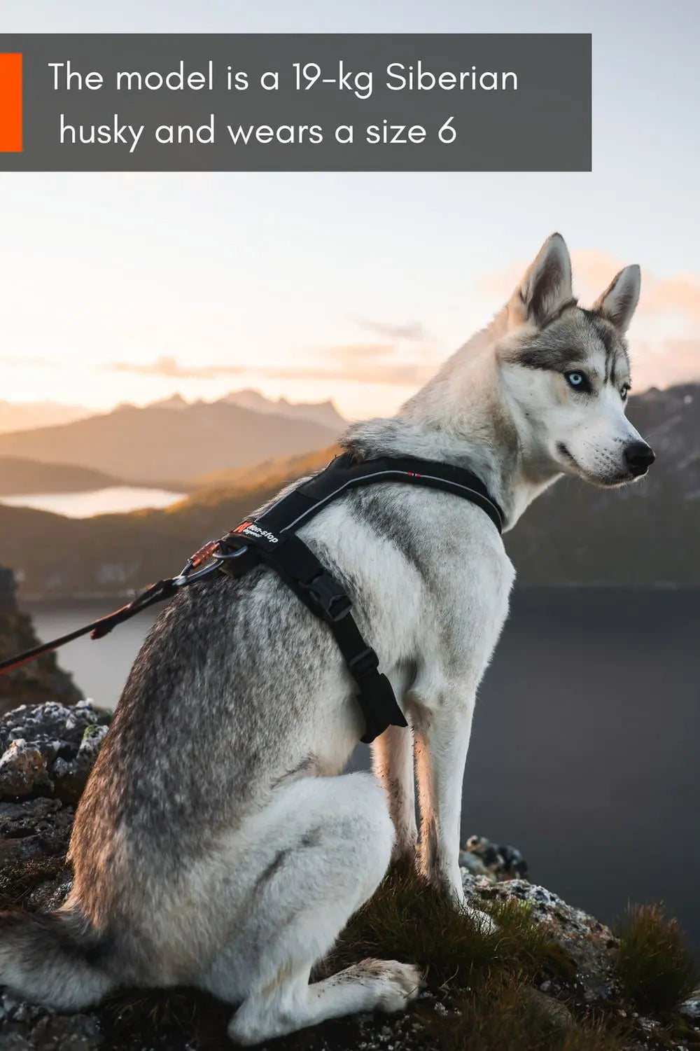 Line Harness 5.0 for Dog Walking and Hiking