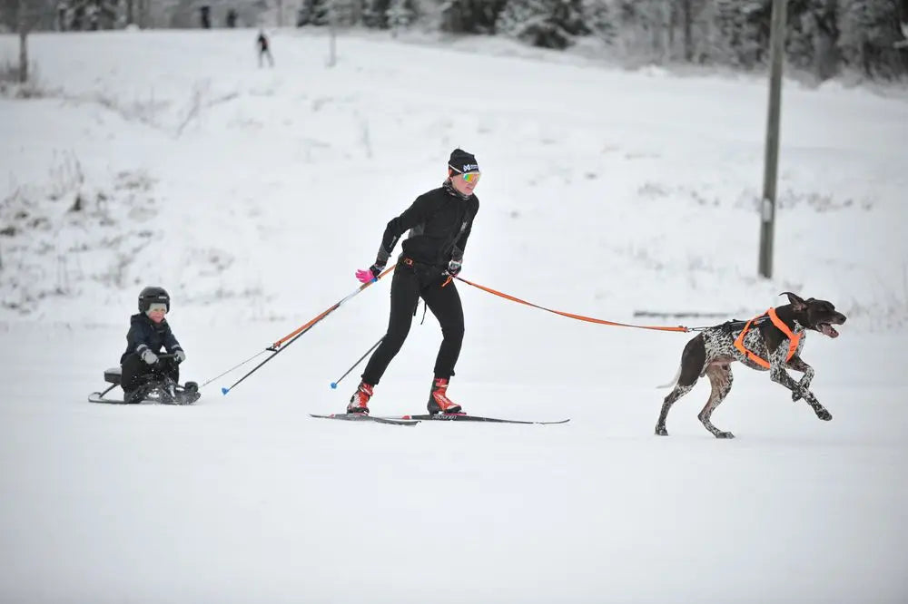 Loype Belt Pro for Skijoring and Trekking