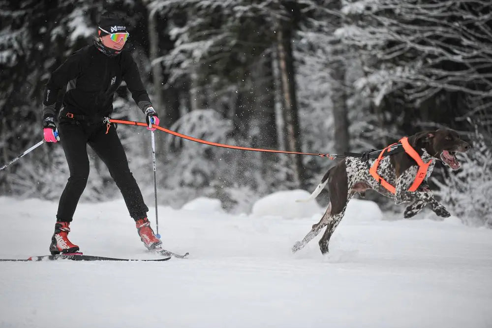 Loype Belt Pro for Skijoring and Trekking