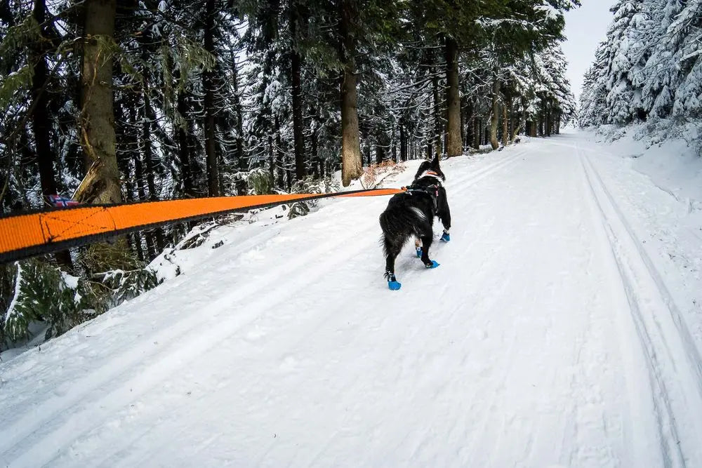 Bungee Leash for most Dog Assisted Activities